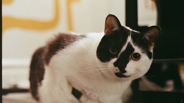 Leuchten und Haustiere: Katzen, Hunde, Vögel, sicher beleuchten